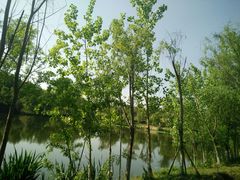 -白鹭湾湿地公园