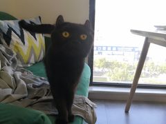 -团子家猫咪猫咖馆·柯基·柯尔鸭
