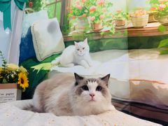 -爱洗澡的猫(望京店)