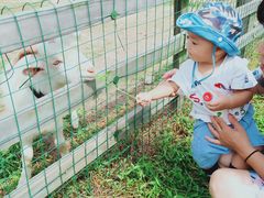 -田园东方蜜桃村的田野营地