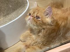 -屋虎猫馆(宝安大仟里店)