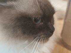 -楼上猫咖(罗湖店)