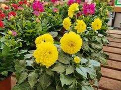 -三圣花乡旅游区