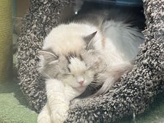 -momokira米努特·德文卷毛猫·棉花面纱犬