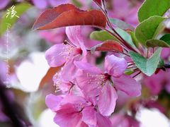 -海棠花溪(元大都城垣遗址公园)