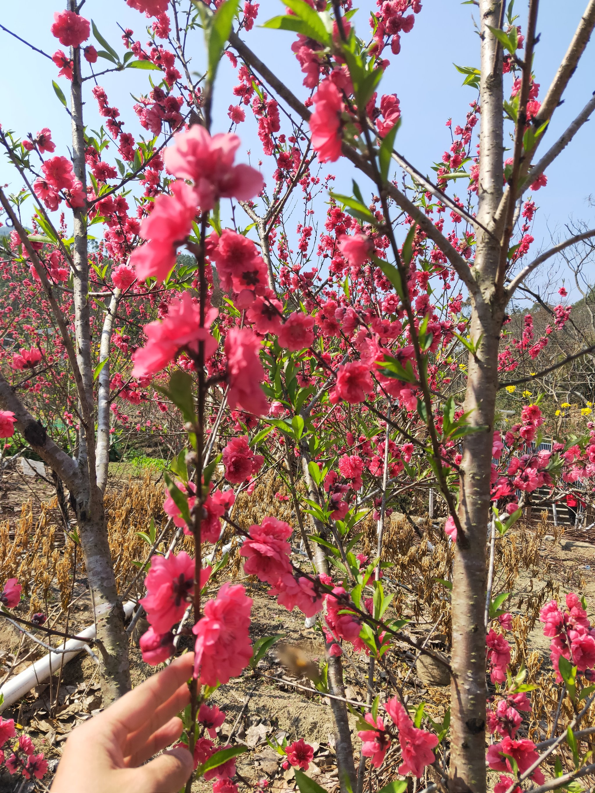 桃花风景 最美图片