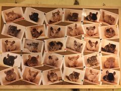 -龙猫仔乐园(惠福东路店)