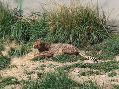 -新疆天山野生动物园