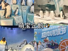 -海合安天津极地海洋公园
