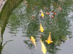 -九尺赵老四鲜鹅肠火锅