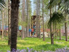 -黄海国家森林公园