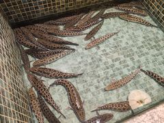 -景明轩•养生酸汤鱼火锅 云贵鲜菌 现舂野果酸汤(王寨小区店)