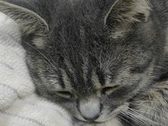 -pd派德宠物中心医院24H急重症·眼科中心·血液透析中心(嵩山北路店)