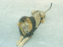 -上海野生动物园