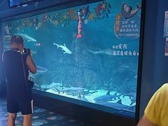 -烟台海昌鲸鲨海洋公园