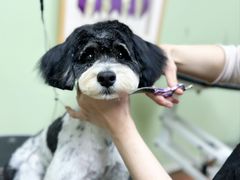 -鑫艺宠物美容培训学校