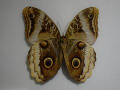 -上海昆虫博物馆