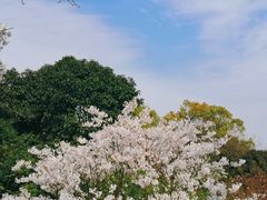 -南山植物园