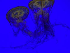 -上海海洋水族馆