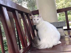 -伟伟宠物医院·瑞派猫友好医院·猫科(光谷店)