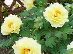 -白塘生态植物园