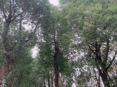 -九科绿洲