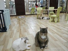 -三亚亚龙湾人间天堂鸟巢度假村