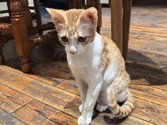 -初甜·舒芙蕾·韩式雪花冰(流塘店)