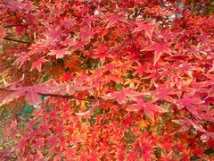 -昆山城市生态森林公园