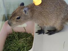 -怪兽屋·羊驼·猫咖·狗咖(俊华广场店)