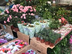 -曲阳花鸟市场(曲阳路店)