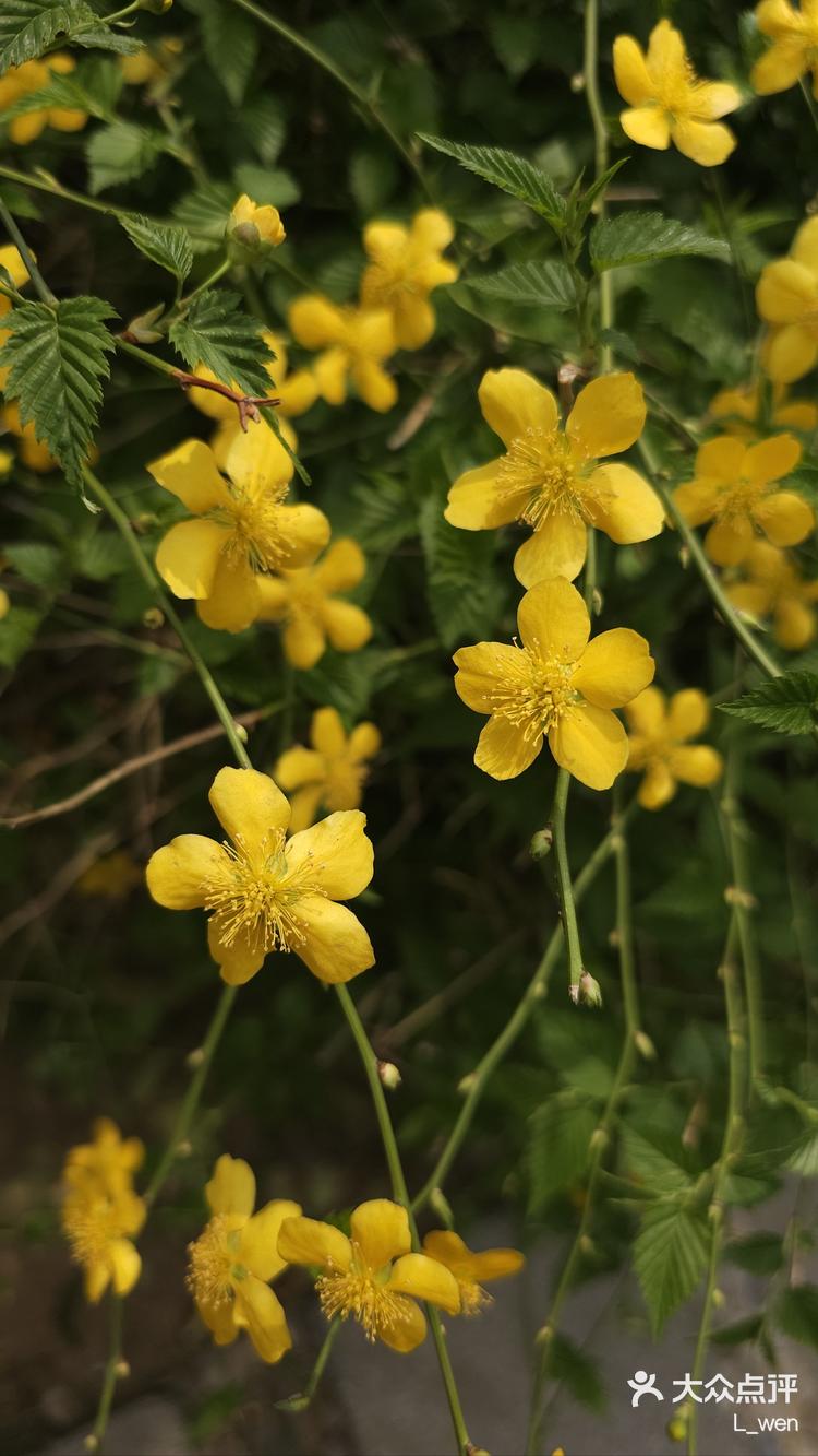 到了碧桃的花期了