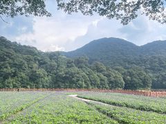 -广州市石门国家森林公园