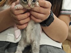 -楼上猫咖(罗湖店)