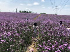 -紫颐香薰山谷景区