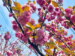 -高东镇樱花园