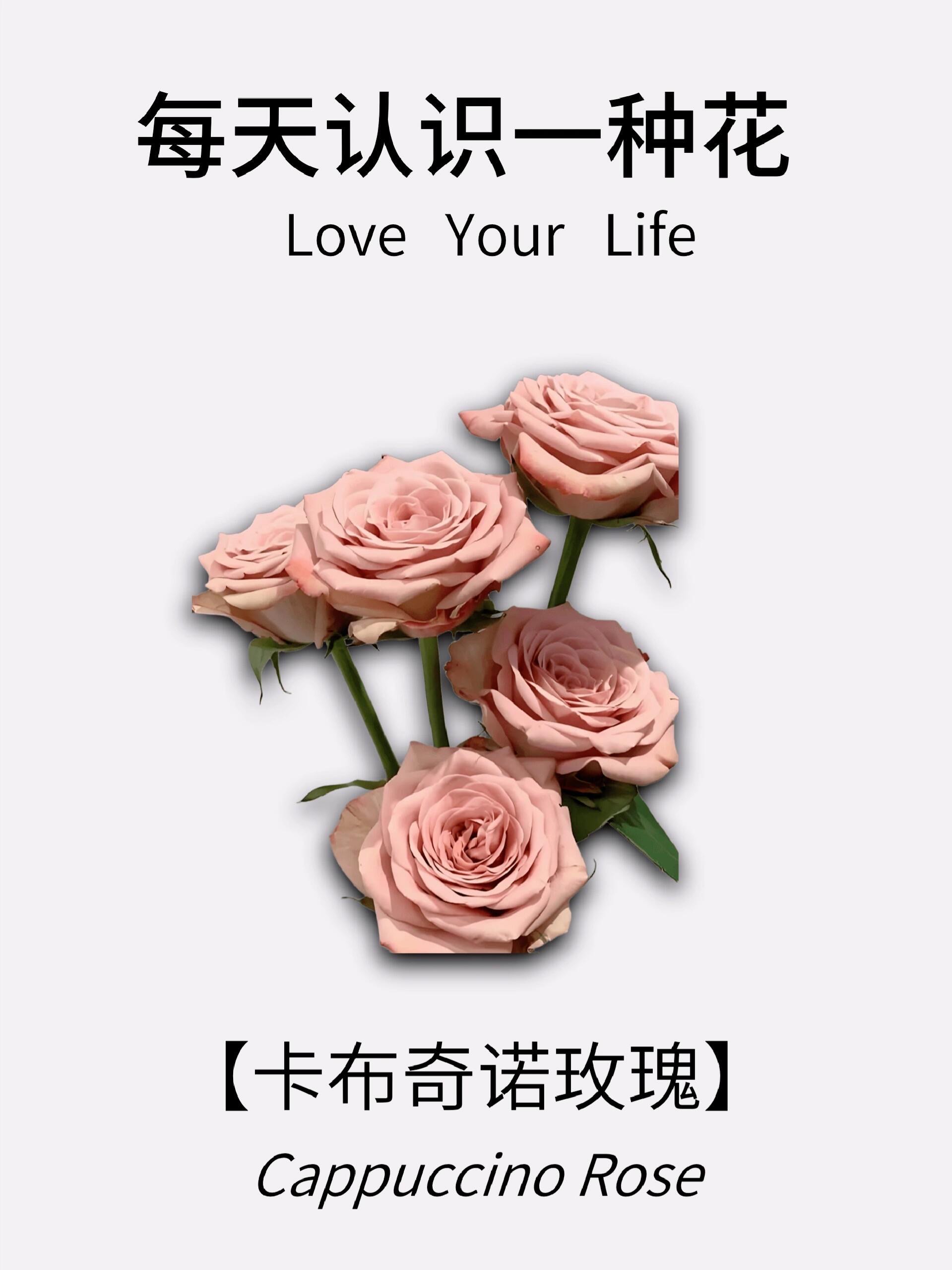 🌷花卉简介\\n🌈 别名 咖啡玫瑰\\n🌺 花语 温柔的爱