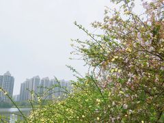 -成都南湖公园