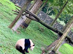 -都江堰中华大熊猫苑