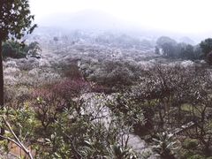 -香雪海