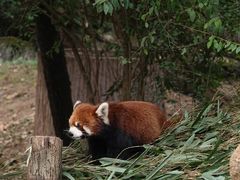 -成都大熊猫繁育研究基地