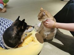 -逗柴咖啡屋·狗咖猫咖宠物桌游