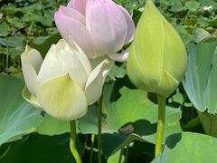 -荷花大观园