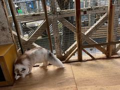 -宫城藏王狐狸村