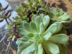 -宜昌富力皇冠假日酒店·咖啡1号西餐厅