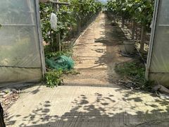 -马陆小张葡萄园农家乐