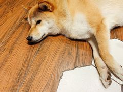 门面-About Bistro關於·泰式家庭料理