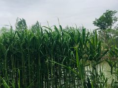 -白鹭湾湿地公园