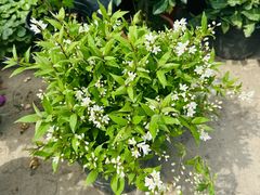 -龙大花卉苗木市场