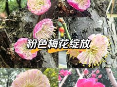 -龙头寺公园